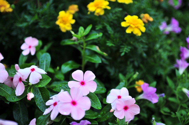 庭園で咲く花々（夏・８月撮影） 6