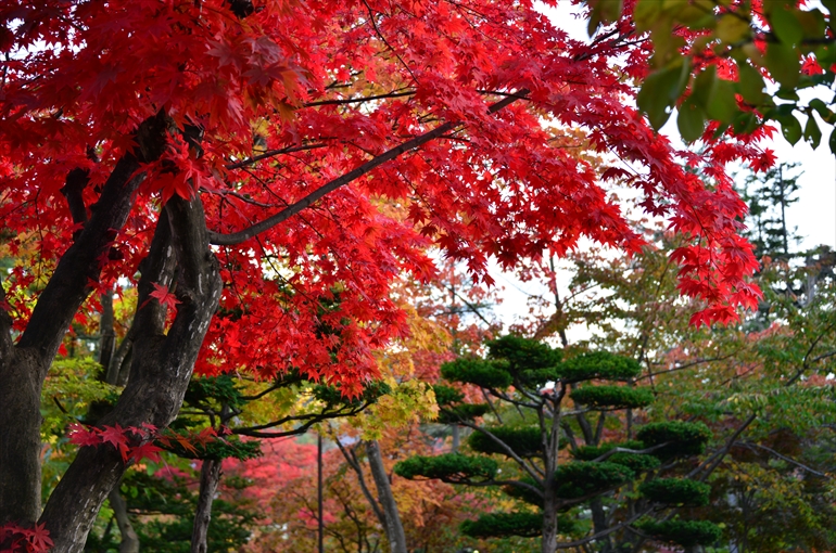 庭園の風景（秋・１０月撮影） 4