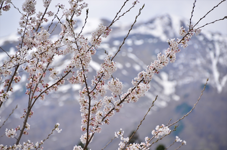 雪景色を背景にした桜（４月撮影）