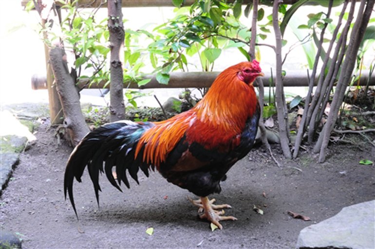 �Y��̗��@�돖��