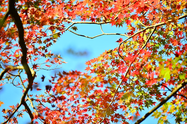 こおろぎ橋近くの紅葉