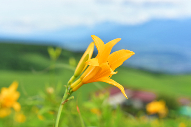 たてしな藍-お土産・周辺観光の画像