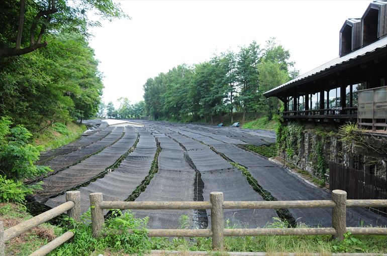 大王わさび農場