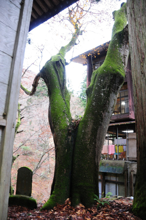 栃尾又温泉 自在館 - おまけの画像