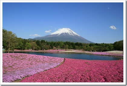 富士芝桜まつり