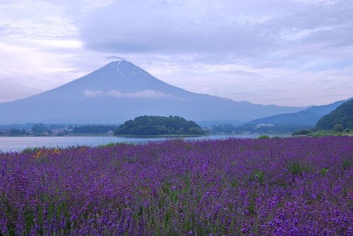 河口湖ハーブフェスティバル（河口湖畔大石公園）