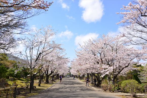 桜並木（5月初旬撮影）