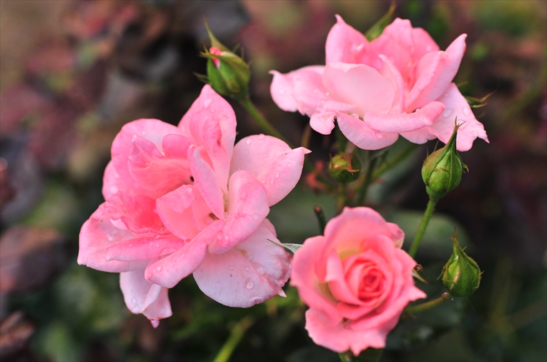 庭園で咲く花々（夏・８月撮影） 1