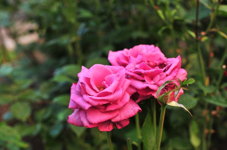 庭園で咲く花々（夏・８月撮影） 2