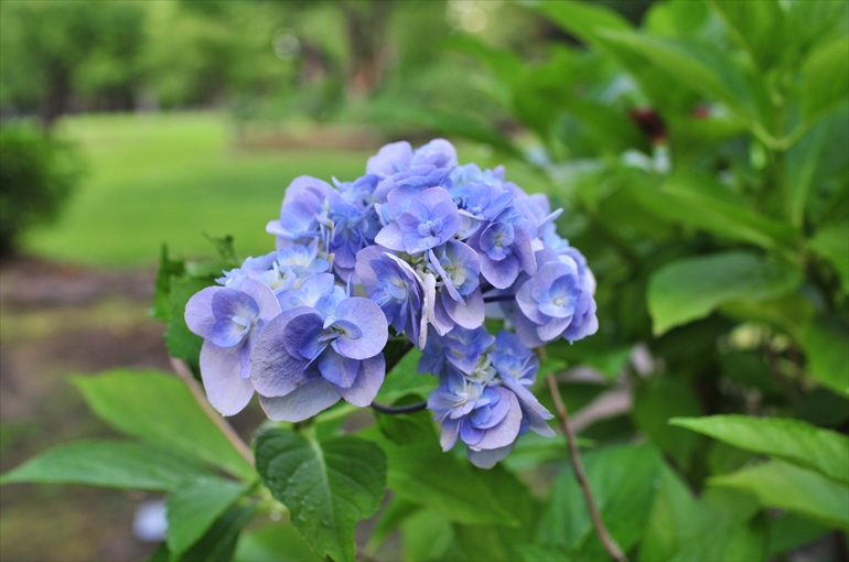 庭園で咲く花々（夏・８月撮影） 3