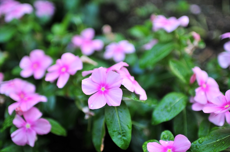 庭園で咲く花々（夏・８月撮影） 5