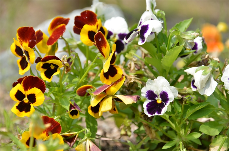 庭園の花々（７月撮影） 1