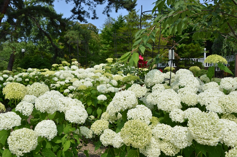 「庭園の花々（７月撮影） 2