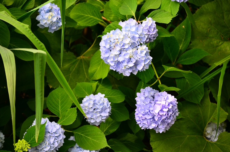 庭園の花々（７月撮影） 3