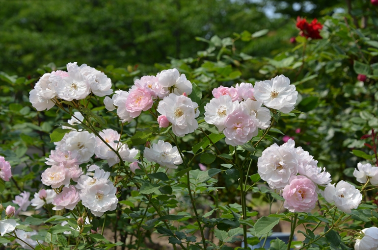 「庭園の花々（７月撮影） 4