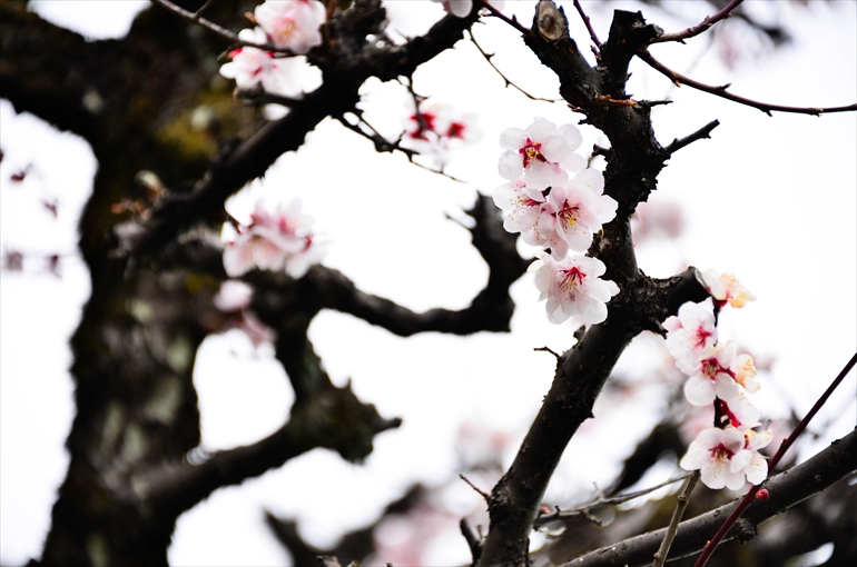 
玄関前の庭園より（４月撮影）