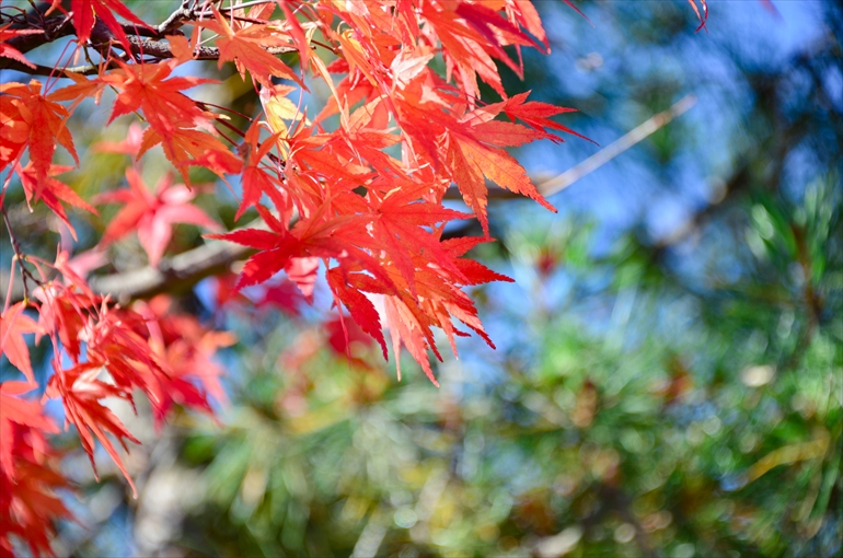 
玄関前の庭園より（1月撮影）