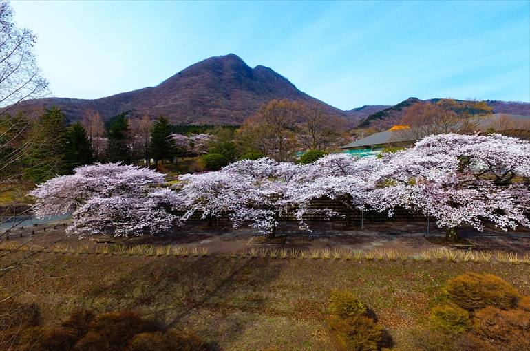 「渋川市総合公園」の桜1