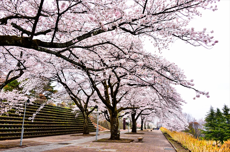 「渋川市総合公園」の桜2