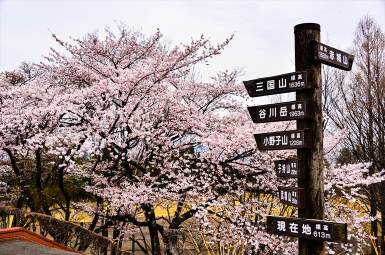 「渋川市総合公園」の桜3