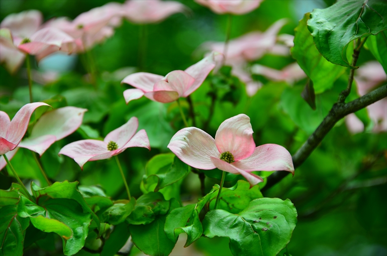 庭園内で観賞できる花々（６月）1