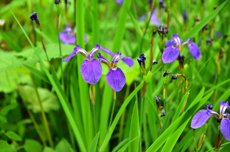 庭園内で観賞できる花々（６月）2