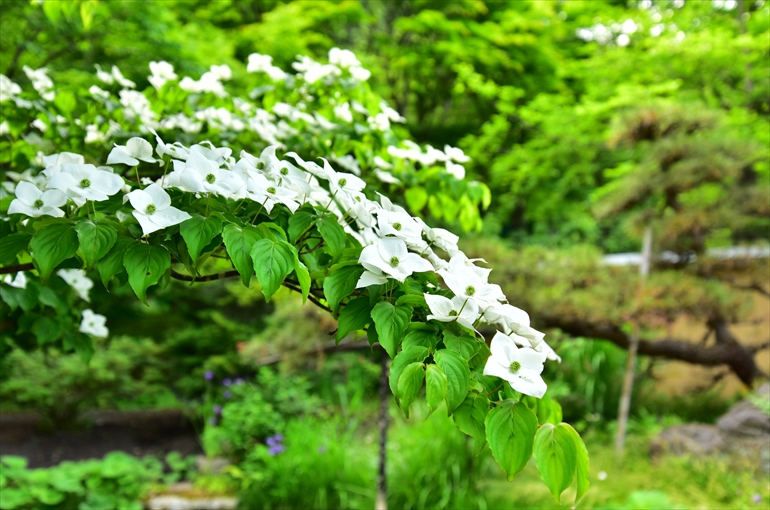 庭園内で観賞できる花々（６月）3