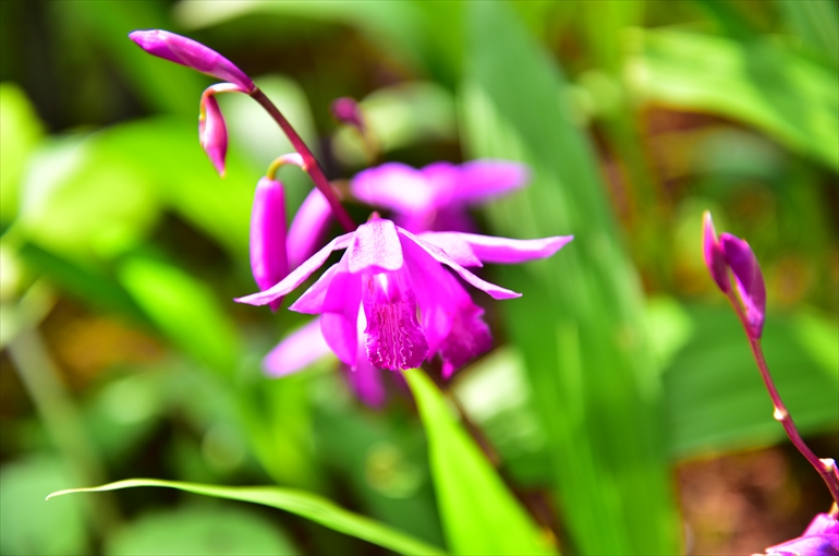 男庭園内で観賞できる花々（６月）4