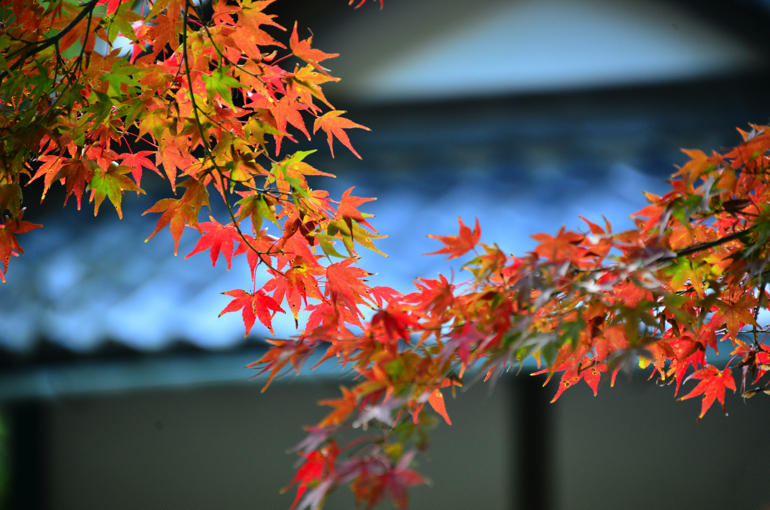 「山翠楼 SANSUIROU」の紅葉（11月撮影）2