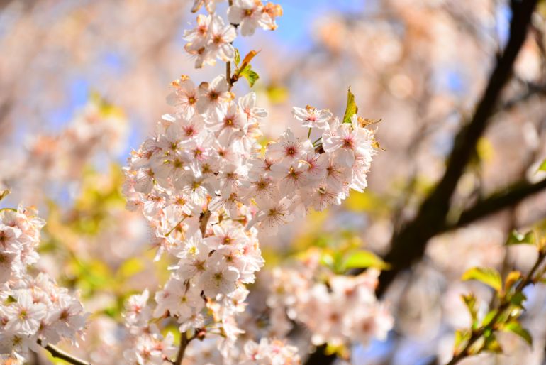 ふもと旅館周辺の桜
