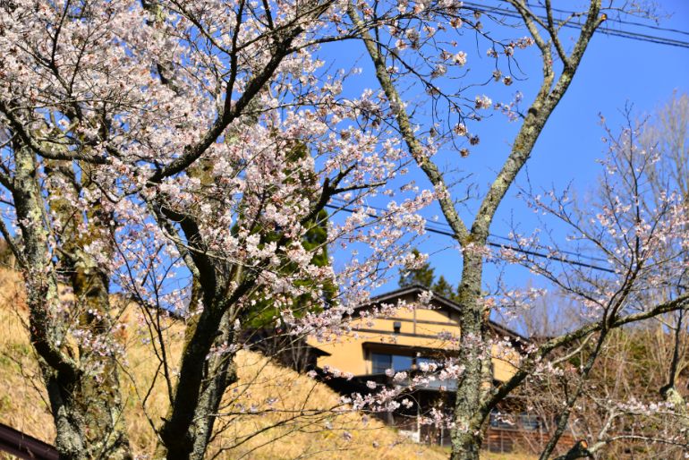 「旅館 こうの湯」の敷地内から見る春の桜（４月）