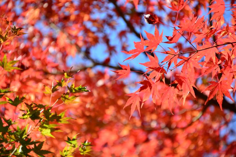「旅館 こうの湯」の敷地内から見る秋の紅葉（11月）