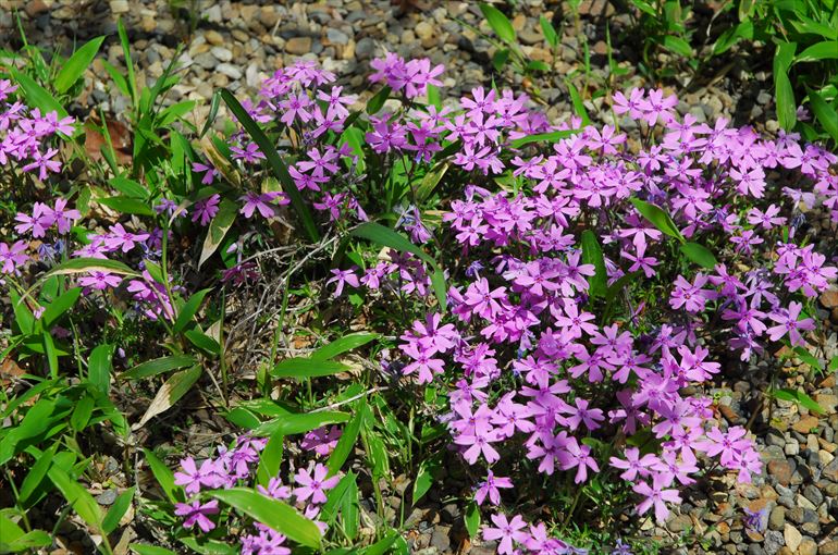 庭園に咲く色とりどりの花2