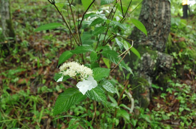 「敷地内で見られる草花2