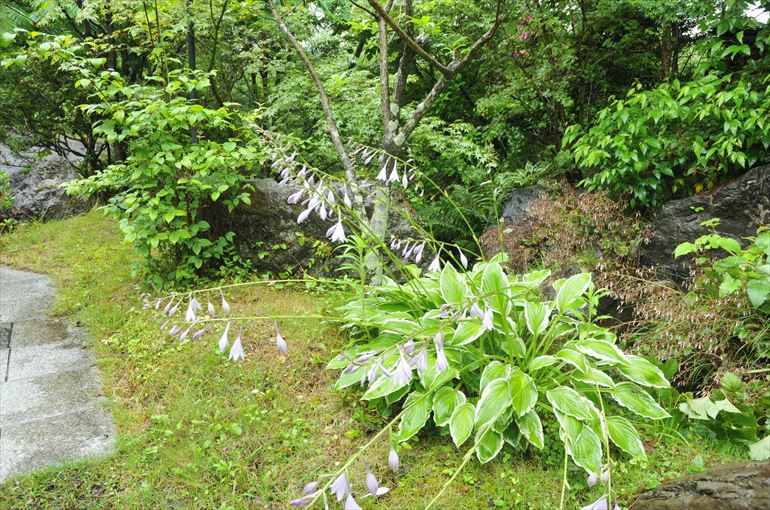 「敷地内で見られる草花3