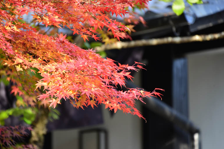 草庵秋桜 - コラム～総括（2）画像