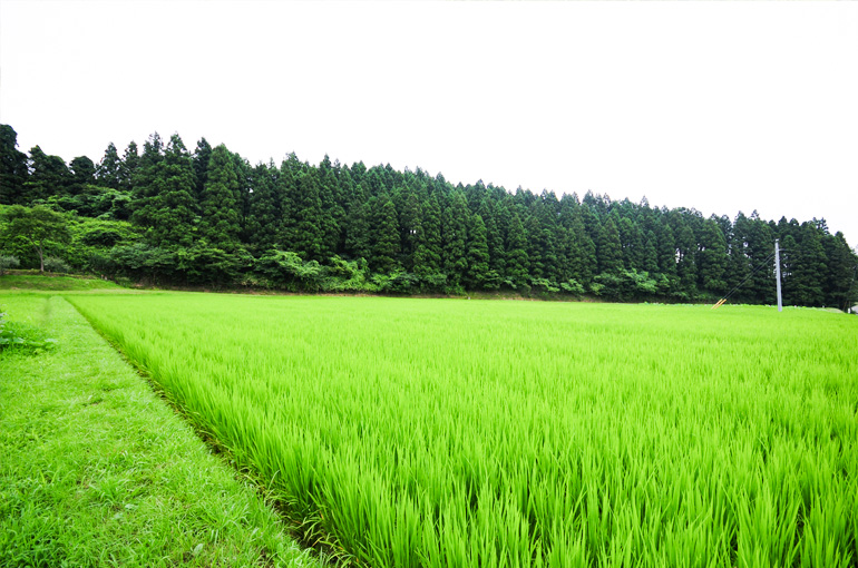 「地大豆湯治」で農作業を楽しむ