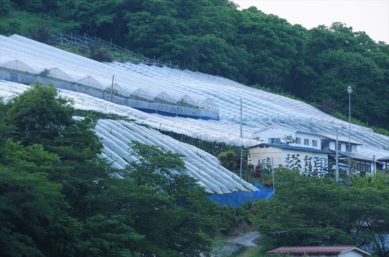 展望＆貸切露天風呂「天空」から見るさくらんぼ園のビニールハウス（6月撮影）