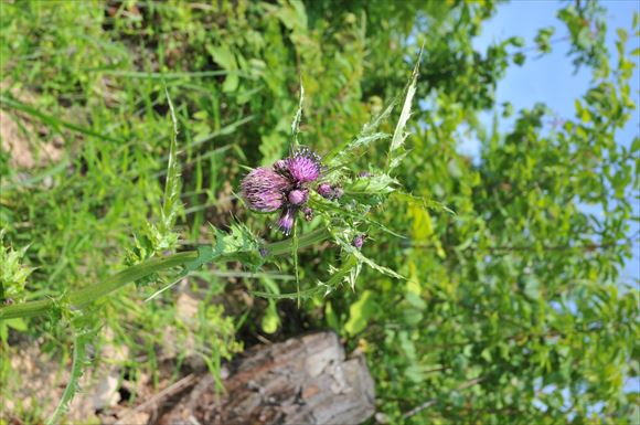 花や植物を探しながら歩くのも楽しい3